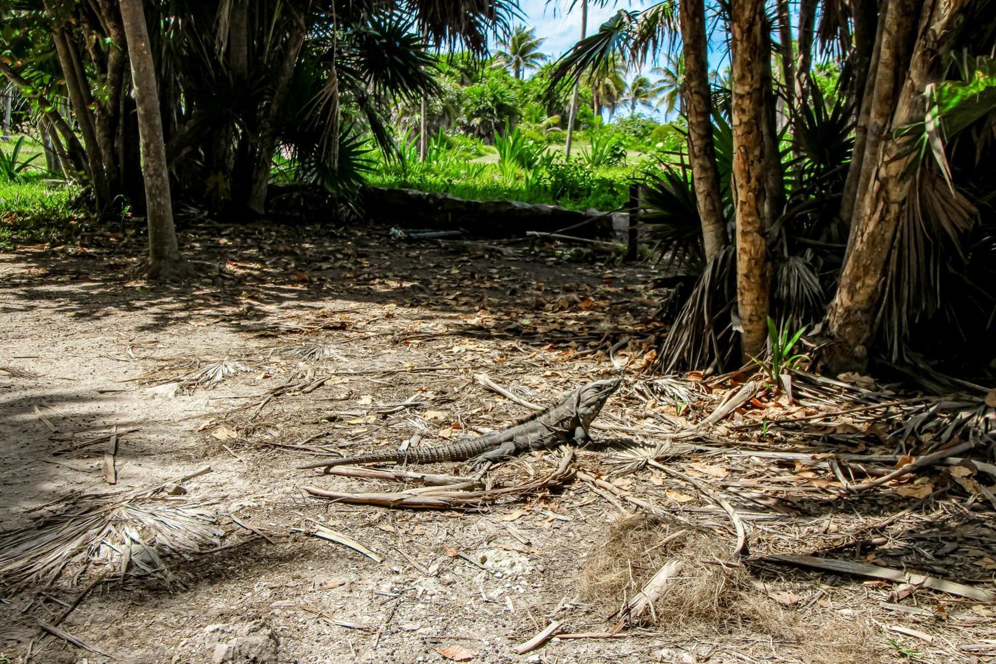 Aldea Zama Hotel Tulum Szoba fotó