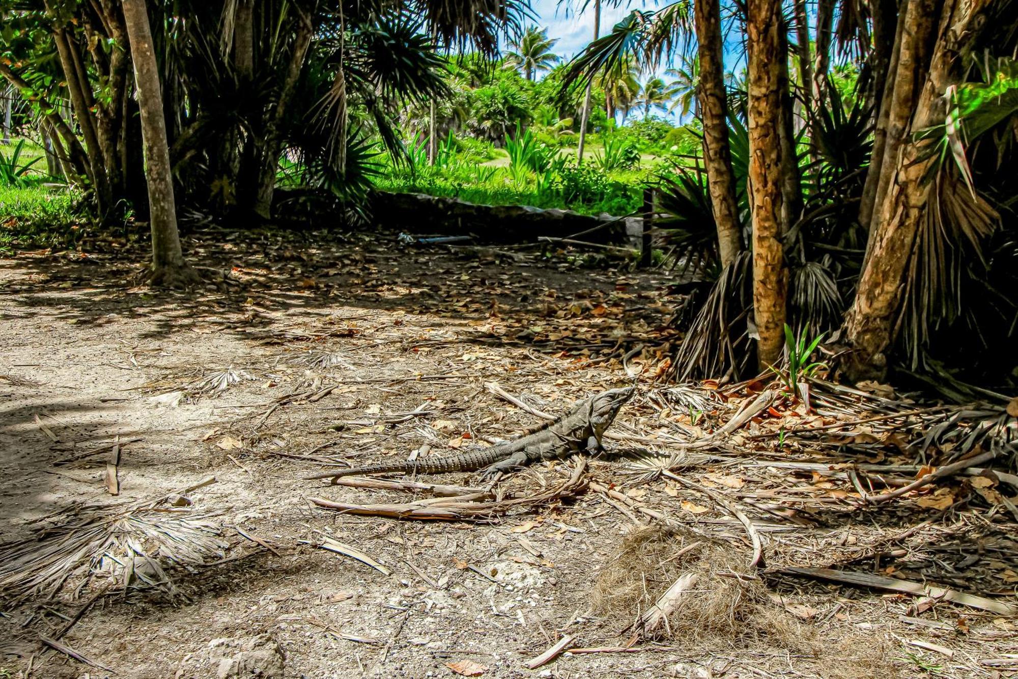 Aldea Zama Hotel Tulum Kültér fotó